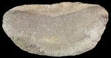 Hadrosaur Toe Bone - Alberta (Disposition #-) #71676-1
